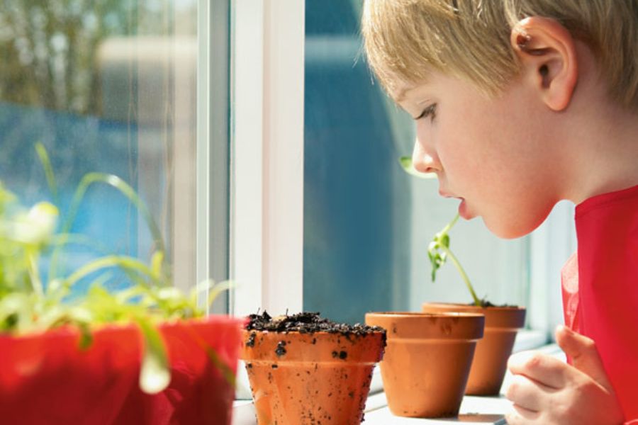 nen observa plantes a prop d'una finestra d'alumini